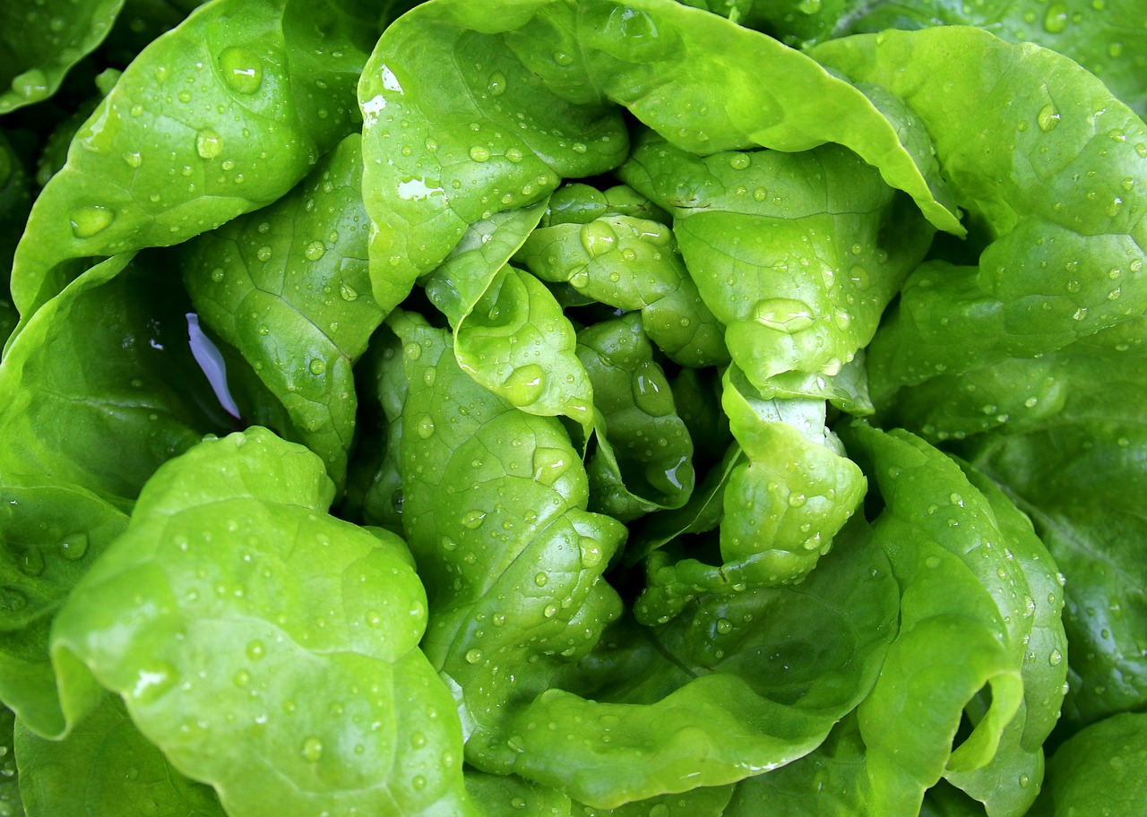 craving lettuce
