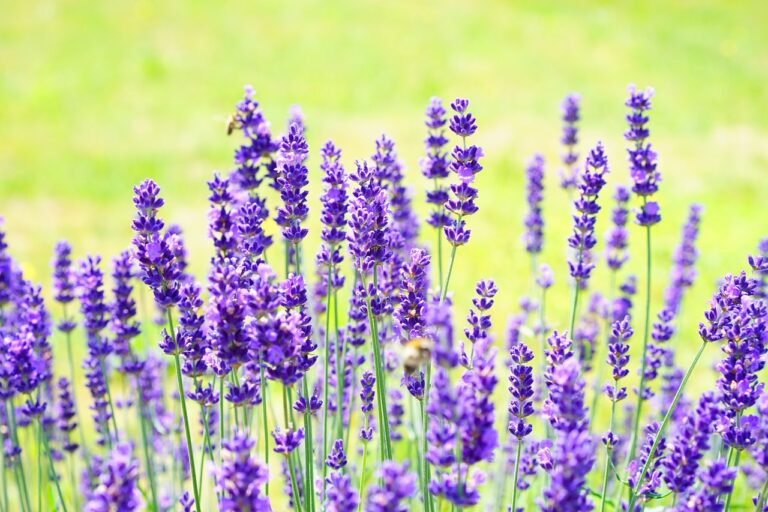 10 Astonishing Reasons Why You Are Craving Lavender